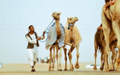 تبوك.. مهرجان جادة الإبل يبدأ في استقبال الزوار من اليوم 20 يونيو حتى 26 يونيو.