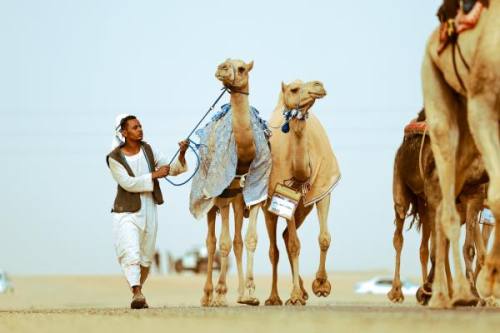 تبوك.. مهرجان جادة الإبل يبدأ في استقبال الزوار من اليوم 20 يونيو حتى 26 يونيو.