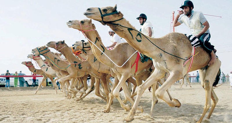  مهرجان ولي العهد للهجن في الطائف. 