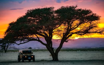 استكشف العلا.. برامج سياحية ننصحك بها