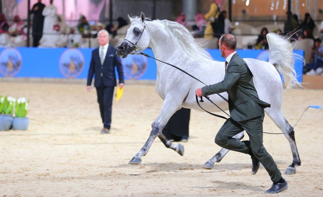 البطولة الوطنية الثالثة عشر لجمال الخيل العربية الأصيلة 2024 عندما تلتقي الأصالة بالجمال