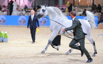 البطولة الوطنية الثالثة عشر لجمال الخيل العربية الأصيلة 2024 عندما تلتقي الأصالة بالجمال