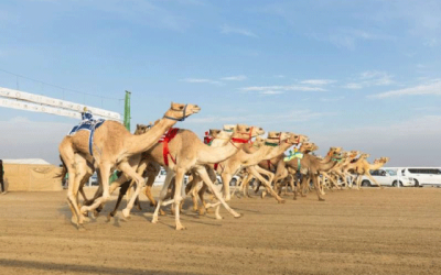 مهرجان خادم الحرمين للهجن 2024 الجمع بين التراث والمستقبل