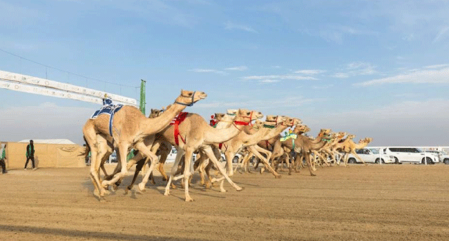مهرجان خادم الحرمين للهجن 2024 الجمع بين التراث والمستقبل