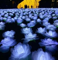 عرض الورود المضيئة