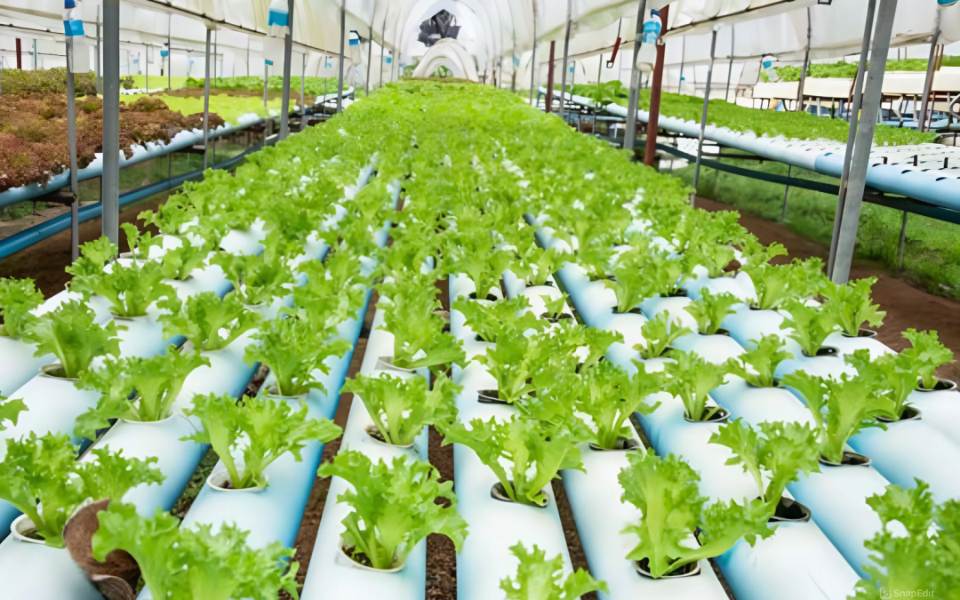 ندوة الزراعة المائية 2024