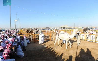مهرجان مزاد الإبل بنجران 2024: فعالية ثقافية اقتصادية تستقطب الزوار وتنشط التراث الأصيل