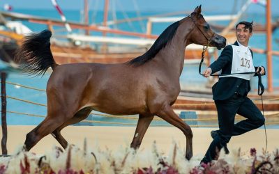 الرياض تحتضن الجولة النهائية من جولات الجياد العربية بجوائز مالية تصل إلى 27.5 مليون ريال