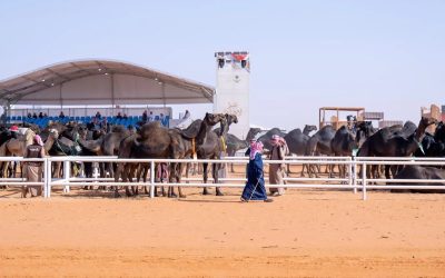 سيف بن سعد الرسام يتصدر منافسات سيف الملك لفئة المجاهيم في مهرجان الملك عبدالعزيز للإبل 2024