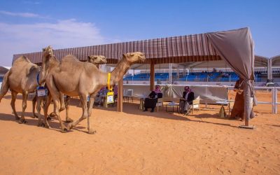 الإعلان عن نتائج الفائزين في فئة “جمل بيرق الموحد شعل” بمهرجان الملك عبدالعزيز للإبل