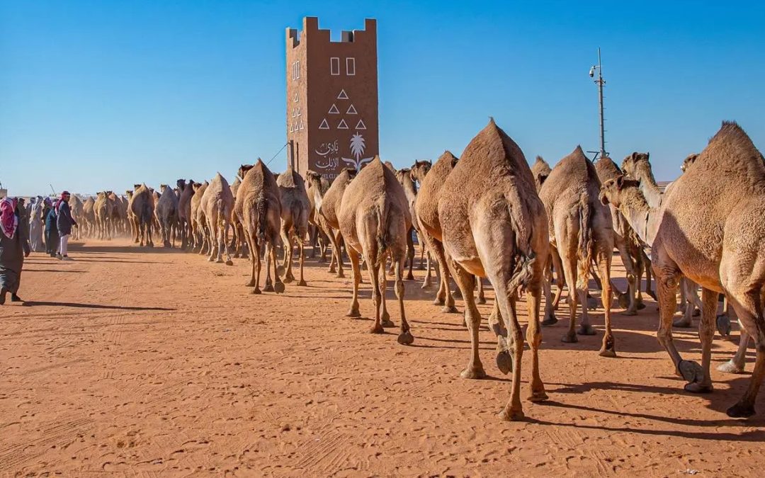 لجنة التحكيم تعلن الفائزين في منافسات جمل سيف الملك “شعل” بمهرجان الملك عبدالعزيز للإبل 2024