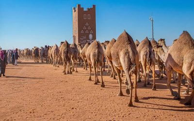 لجنة التحكيم تعلن الفائزين في منافسات جمل سيف الملك “شعل” بمهرجان الملك عبدالعزيز للإبل 2024