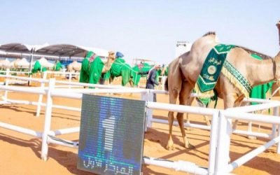 40 مليون ريال صفقات في فئة المجاهيم بمهرجان الملك عبدالعزيز للإبل: انطلاقة قوية للنسخة التاسعة
