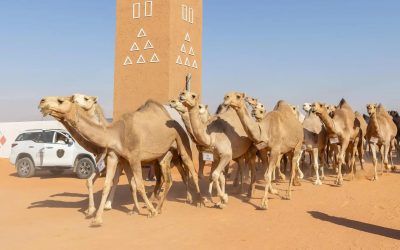 نتائج مسابقة المزاين بمهرجان الملك عبدالعزيز للإبل 2024: تألق فئات “شقح” و”مهجنات”