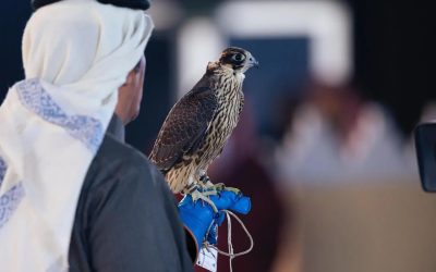 انطلاق منافسات كؤوس الملك عبدالعزيز لمزاين الصقور بجوائز تتجاوز 4.9 ملايين ريال