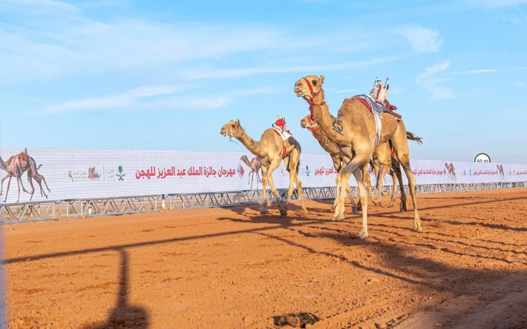 مهرجان الملك عبدالعزيز للإبل 2024: سباقات الهجن تنطلق بجوائز تتجاوز 85 مليون ريال