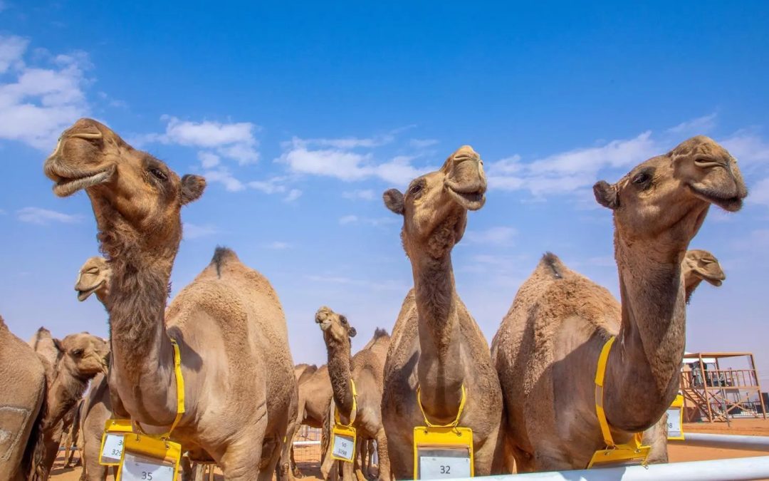 إعلان نتائج منافسات “جمل” سيف الملك “وضح” بمهرجان الملك عبدالعزيز للإبل