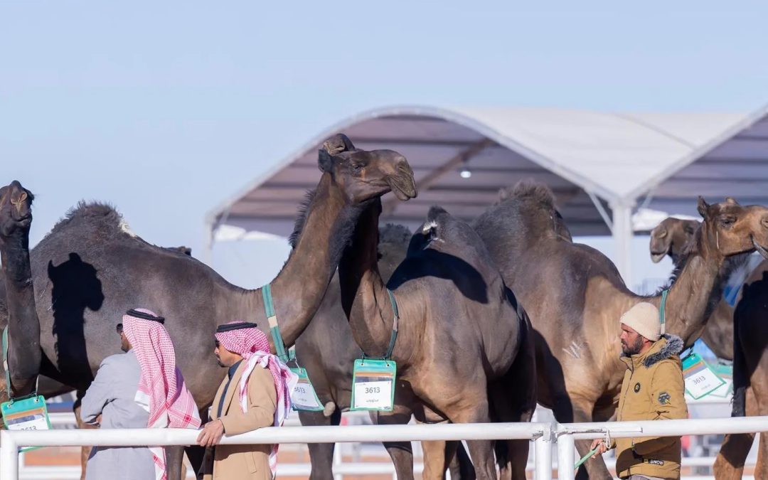 نتائج نخبة النخبة للون “المجاهيم والحمر والشقح” في مهرجان الملك عبدالعزيز للإبل 2024