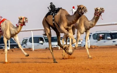 إعلان نتائج شوط الجمل بيرق الموحد “صفر” وشوط الأميرة نورة في مهرجان الملك عبدالعزيز للإبل