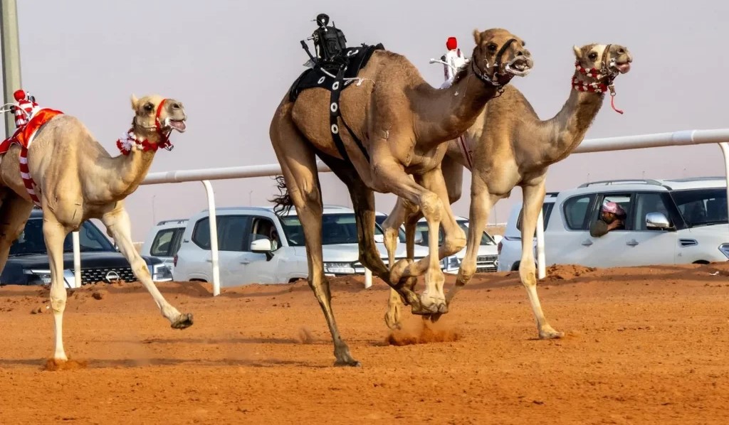 إعلان نتائج شوط الجمل بيرق الموحد “صفر” وشوط الأميرة نورة في مهرجان الملك عبدالعزيز للإبل