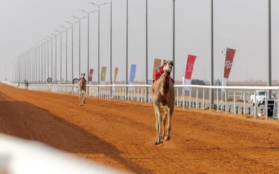 الإعلان عن الفائزين بجائزة الملك عبدالعزيز لسباقات الهجن فئة “الهجانة” لعام 2024