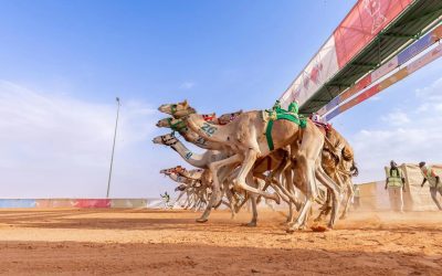 إعلان أسماء الفائزين بجائزة الملك عبدالعزيز لسباقات الهجن فئة “جذع” بمهرجان الإبل 2024