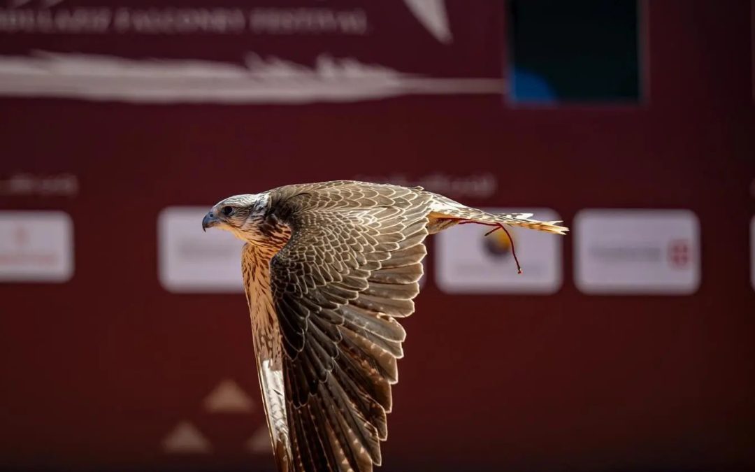الصقارون الدوليون يتألقون في اليوم التاسع من مهرجان الملك عبدالعزيز للصقور 2024