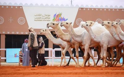 20% ارتفاع في مبيعات مزادات الإبل بمهرجان الملك عبدالعزيز للإبل 2024