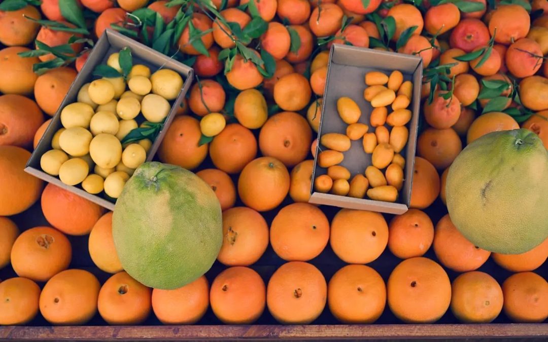 العُلا تحتفي بموسم الحمضيات 2025: مزيج من الطبيعة والتراث والتجارب المبتكرة