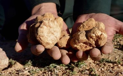 رحلة البحث عن كنز الشتاء.. الفقع في صحراء الحدود الشمالية