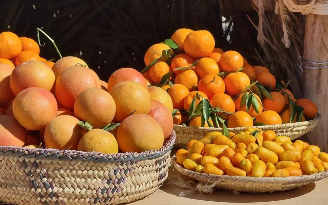 “موسم الحمضيات 2025” في العُلا: احتفاء بالزراعة المستدامة ومصدر اقتصادي واعد