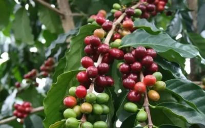 انطلاق مهرجان البُن السعودي الثاني في رجال ألمع.. احتفاء بتراث القهوة السعودية