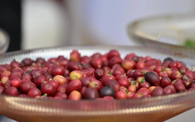 تعاونية البن بجازان تُعزز الشراكة الزراعية وتنقل خبراتها لمزارعي عسير والباحة ونجران