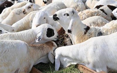 إقبال متزايد على أسواق الماشية في جازان مع دخول شهر رمضان