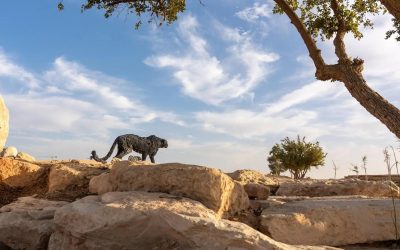 “الرياض آرت” والسفارة الإيطالية يعلنان اكتمال توزيع منحوتات دافيدي ريفالتا في الرياض