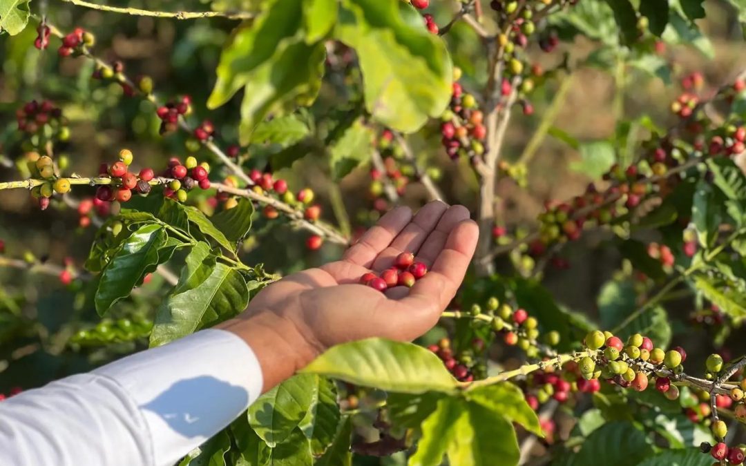 انطلاق مهرجان البُن السعودي الثاني في رجال ألمع الجمعة القادمة