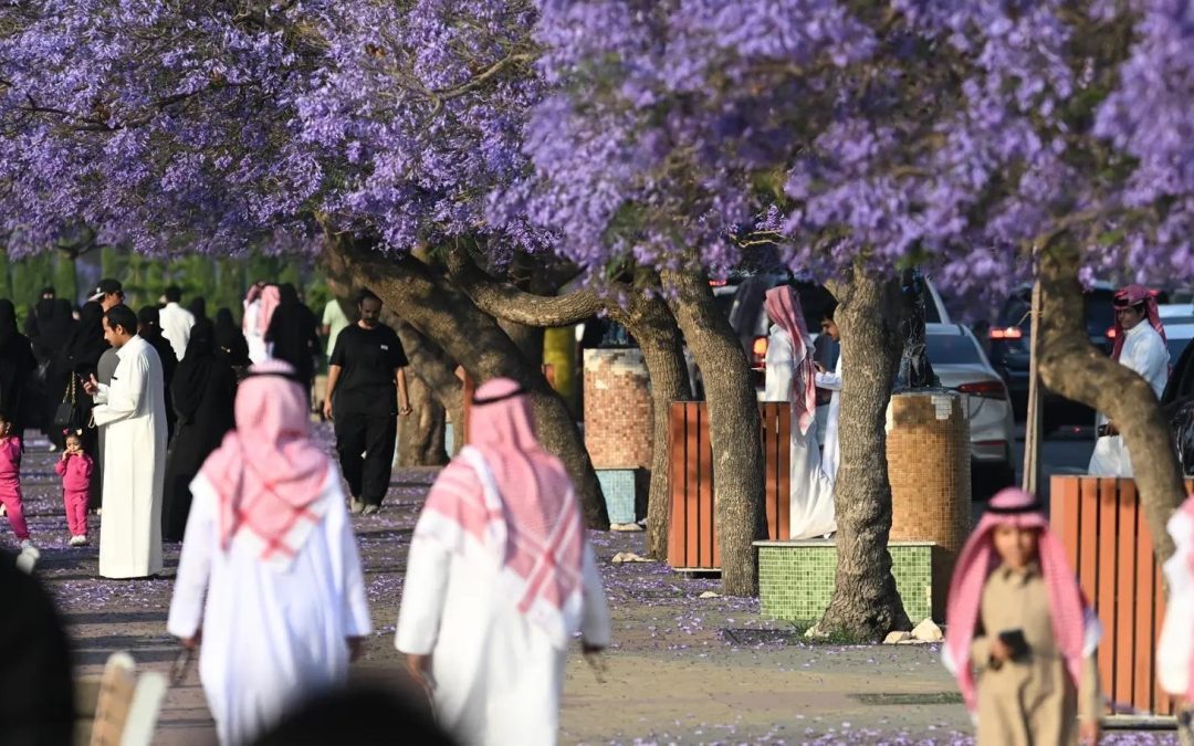الجاكرندا تزين أبها بألوانها البنفسجية.. ربيع عسير يتحول إلى لوحة طبيعية جاذبة للسياحة