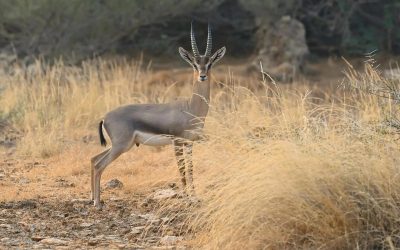 جزر فرسان.. محمية سعودية تنبض بالتنوع البيئي وتُجسّد مستقبل السياحة المستدامة