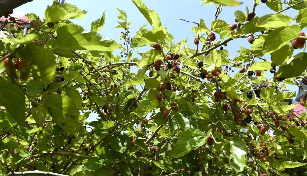 🌿 الهدا.. قرية أشجار التوت التي تأسر الزوار بجمال الطبيعة ومذاق الفاكهة