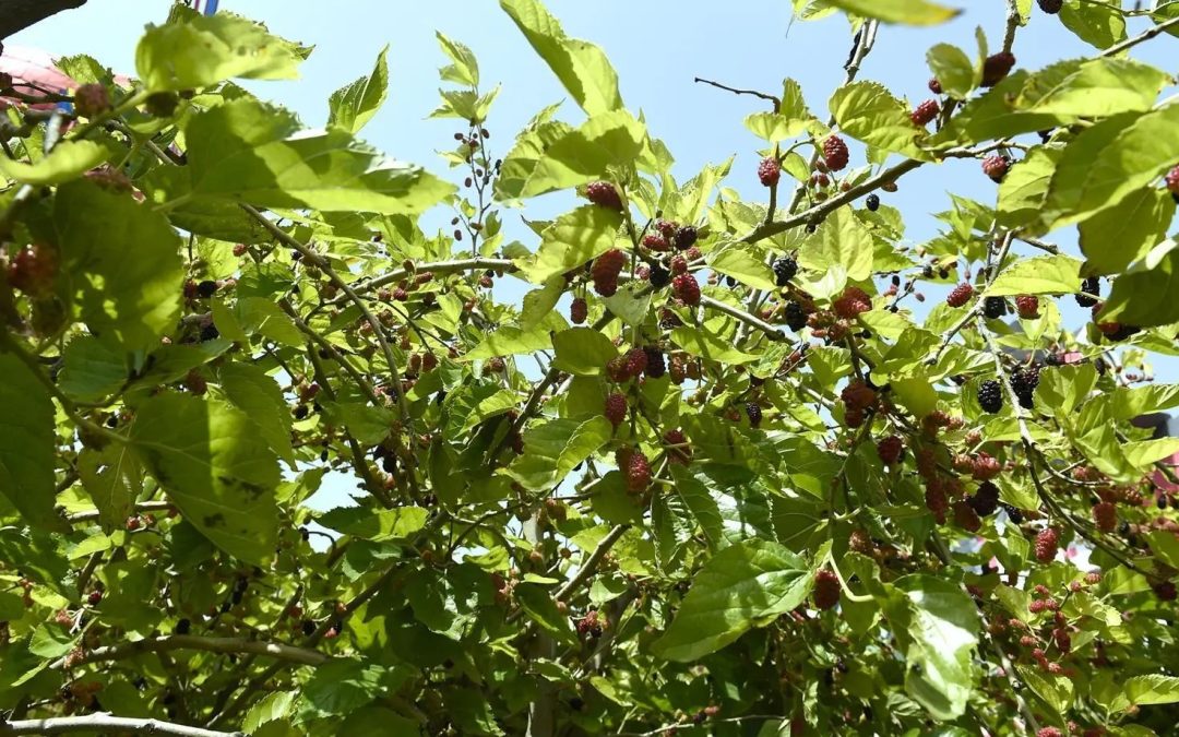 🌿 الهدا.. قرية أشجار التوت التي تأسر الزوار بجمال الطبيعة ومذاق الفاكهة