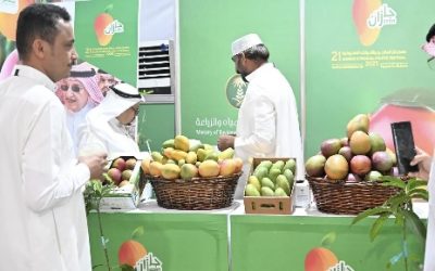 مهرجان المانجو بصبيا يختتم فعالياته بحضور 100 ألف زائر ومبيعات بـ 5 ملايين ريال