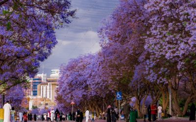 أبها تتأهل ضمن أفضل 50 مدينة عالمية في تحدي “بلومبرغ” لعام 2025