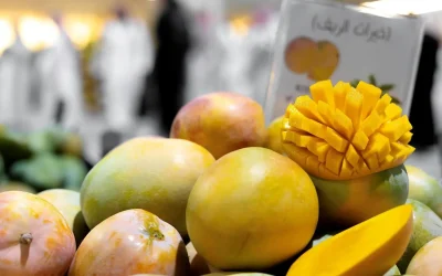 محافظ أملج يُدشّن مهرجان المانجو الرابع بمشاركة 35 مزارعًا ومنتجات تحويلية مبتكرة