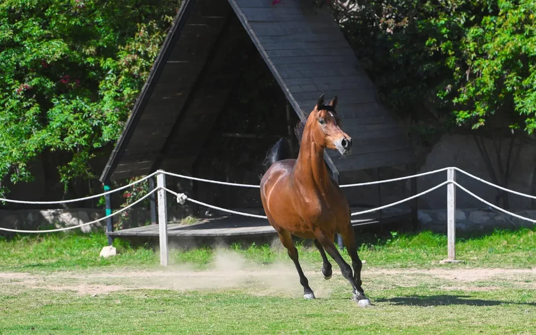 🏇 الخيل العربية الأصيلة.. شغف متجدد بين شباب الطائف وإرث متوارث في جبال الشفا