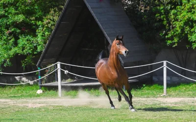 🏇 الخيل العربية الأصيلة.. شغف متجدد بين شباب الطائف وإرث متوارث في جبال الشفا