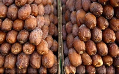 🍯 كرنفال بريدة للتمور يقدّم أكثر من 150 نوعًا نادرًا ويعزز مكانة القصيم الزراعية