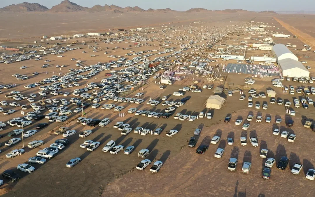 ندوة علمية في مزاد المدينة المنورة الثاني للإبل تبرز مكانة الإبل بين الأصالة والفرص الاقتصادية