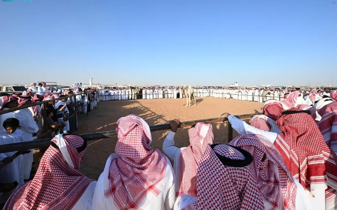 أكثر من 160 ألف زائر لفعاليات مزاد حائل للإبل 2025.. تراث أصيل يجمع الثقافة والاقتصاد