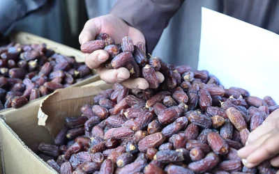 اختتام المرحلة الأولى من موسم تمور العُلا وانطلاق المرحلة الثانية بسوق المزارعين حتى منتصف نوفمبر