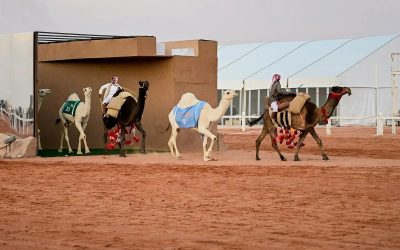 «الطبع».. تناغم لفظي يجسّد استجابة الإبل لمالكها في مهرجان الملك عبدالعزيز للإبل